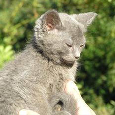 Huskat Teddy ( Zirka )