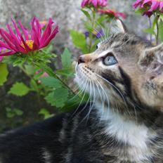 Blanding af racer Tequila Sunrise