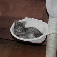 Huskat Sölvi Hittemis