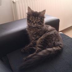 Blanding af racer Cuba