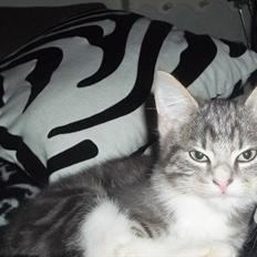 Blanding af racer Bølle.