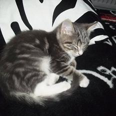 Blanding af racer Bølle.