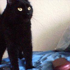 Blanding af racer Coale