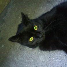 Blanding af racer Coale