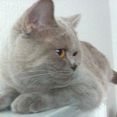 British Shorthair DK Northern Feline Alba V