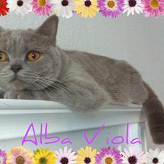 British Shorthair DK Northern Feline Alba V