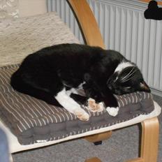 Blanding af racer Stortemis 