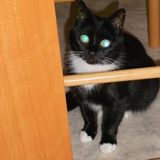 Blanding af racer Stortemis 