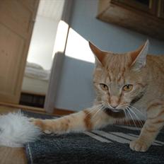 Blanding af racer Athene