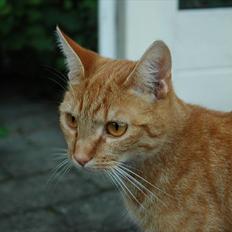 Blanding af racer Athene