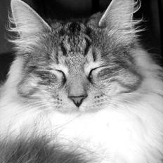 Norsk Skovkat Dk Bryntys Hector