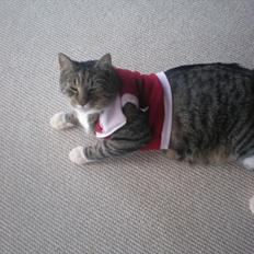 Blanding af racer Oskar