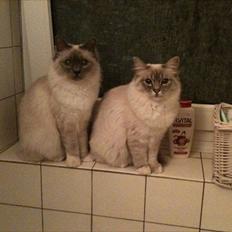 Hellig Birma DK Paja's Queenie 
