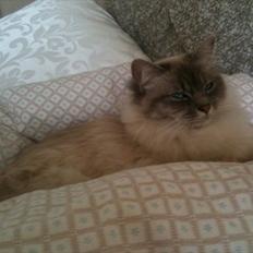Hellig Birma DK Paja's Queenie 