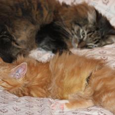 Norsk Skovkat Malou Lousen