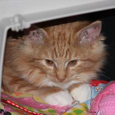 Norsk Skovkat Malou Lousen