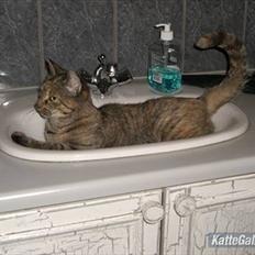 Huskat Røde solgt :'(