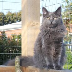 Maine Coon Wilma "Flyttet"