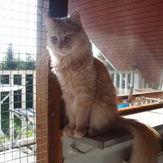 Blanding af racer Bella