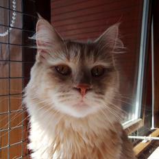 Blanding af racer Bella