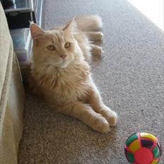 Blanding af racer Bella