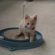 Blanding af racer Simba<3