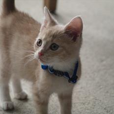 Blanding af racer Simba<3