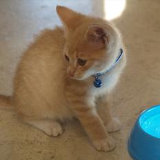 Blanding af racer Simba<3