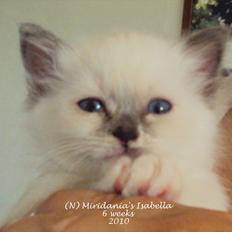 Hellig Birma (N) Miridania´s Isabella