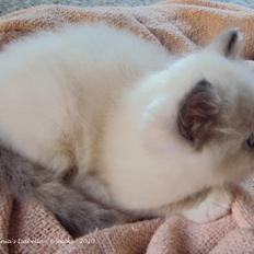 Hellig Birma (N) Miridania´s Isabella