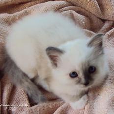 Hellig Birma (N) Miridania´s Isabella