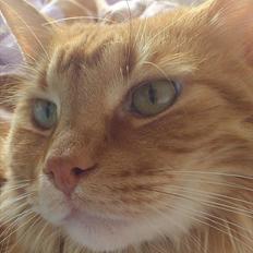 Blanding af racer Pjuske