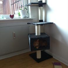 Blanding af racer Pjuske