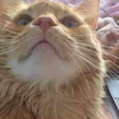 Blanding af racer Pjuske