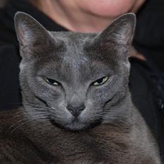 Korat Zita