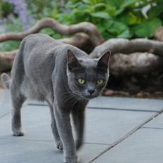 Korat Zita