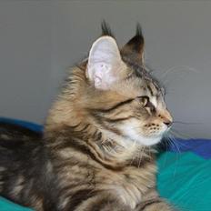 Maine Coon Donderboss Faith