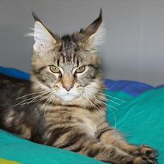 Maine Coon Donderboss Faith
