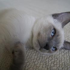 Siameser Koko Dimarli