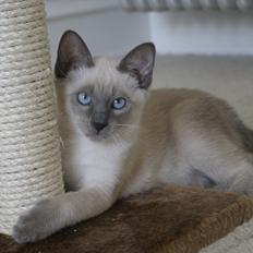 Siameser Koko Dimarli