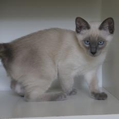 Siameser Koko Dimarli