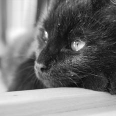 Blanding af racer Mokaî 