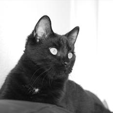 Blanding af racer Mokaî 