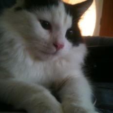 Huskat / Norsk skovkat.  Ozzy<3