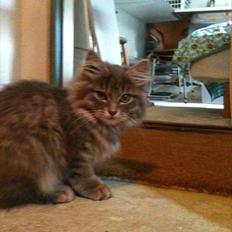 Blanding af racer Alma