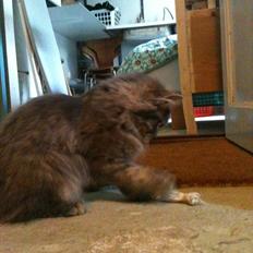 Blanding af racer Alma