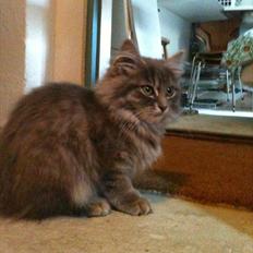 Blanding af racer Alma