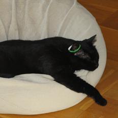 Blanding af racer Blackie<3 My Soulmate!