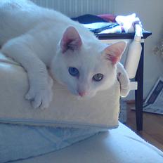 Blanding af racer Oliver