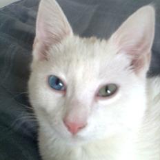 Blanding af racer Oliver